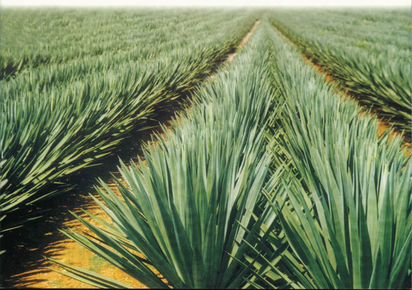 The Indian Natural Fibre Society